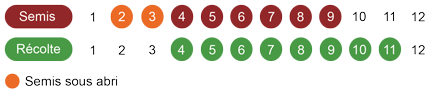 calendrier semis roquette bio