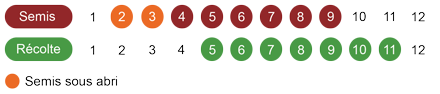 calendrier semis laitue bio