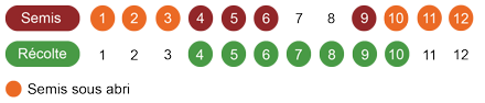 calendrier semis radis bio