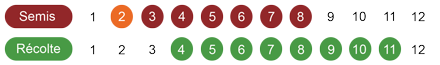 calendrier semis radisbio