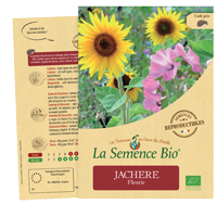 graines jachere fleurie bio - LA semence bio