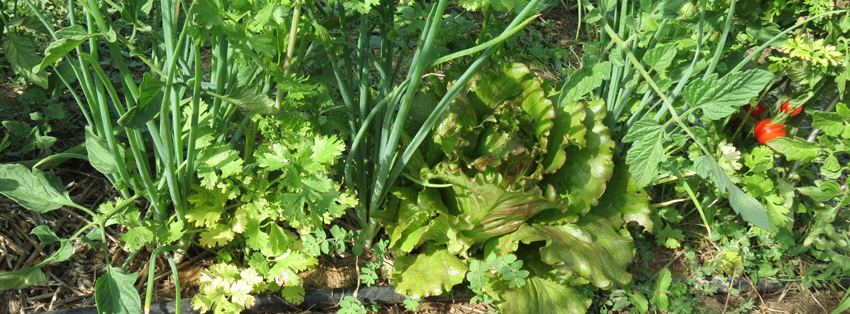 La Semence Bio - potager