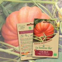 COURGE rouge Vif d'Etampes Bio