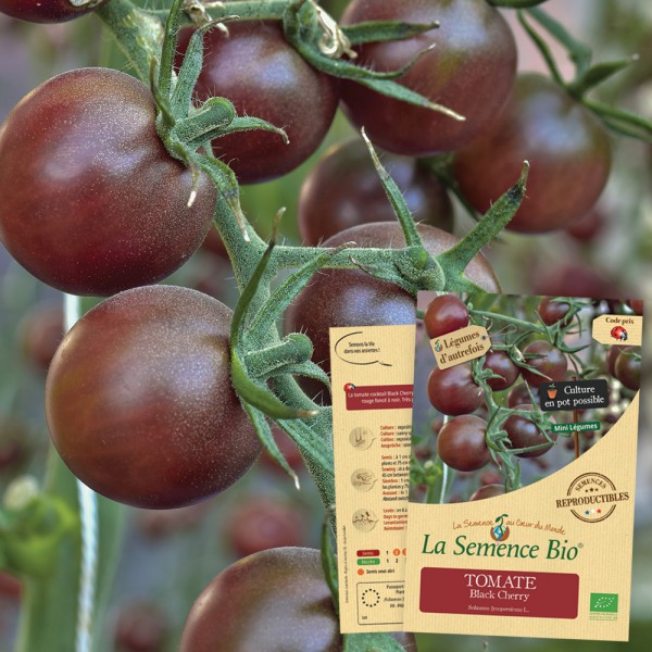 graines de tomates black cherry sachets 30 graines culture procédé bio 