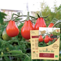 Graines BIO TOMATE CHARNUE DE HUY - LA SEMENCE BIO