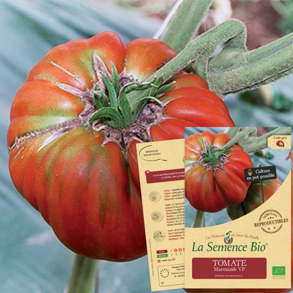 Lot de 20 graines de tomate " Marmande " année 2020