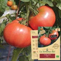 TOMATE 1884 Bio