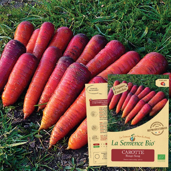 Graines Carotte corail orange hiver rouge Giant Trophée shantane Royal légumes 