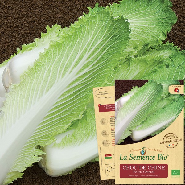 Légumes-Chou-janvier KING Extra Fin 1500 graines-Gros paquet