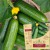 CONCOMBRE Marketmore Bio