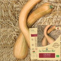 COURGE longue de Nice Bio