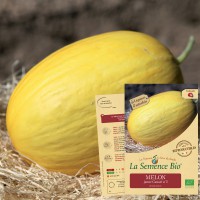 MELON jaune canari hâtif 3  Bio