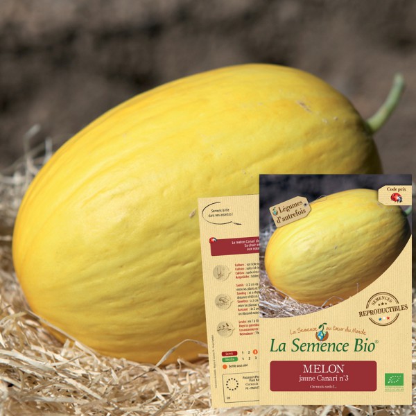 MELON jaune canari hâtif 3 Bio - La Semence Bio