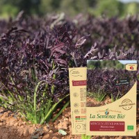 MESCLUN JEUNE POUSSE Mizuna rouge Bio