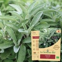 SAUGE officinale Bio