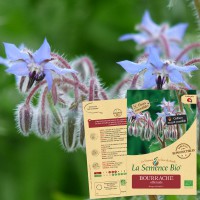 BOURRACHE officinale Bio