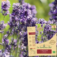 LAVANDE officinale Bio