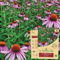 RUDBECKIE Echinacée Bio