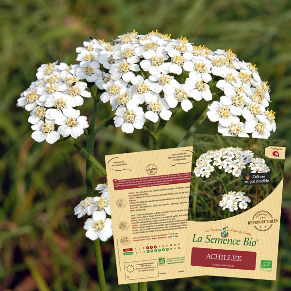 Nos graines de fleurs Achillée millefeuille - La Bonne Graine