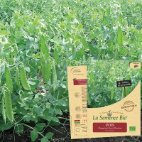 POIS  Mangetout Délice des jardiniers Bio