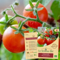 TOMATE 1884 Sachet de graines bio semis potager