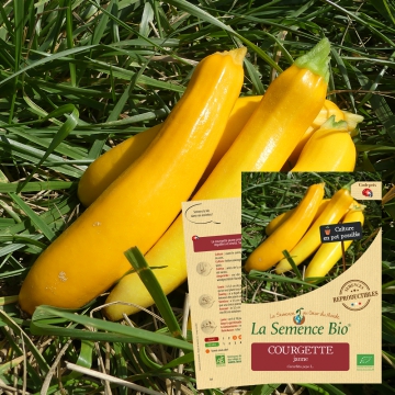 COURGETTE jaune Bio