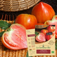 TOMATE Coeur de Boeuf rouge Bio