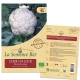 CHOU-FLEUR Boule de neige Bio