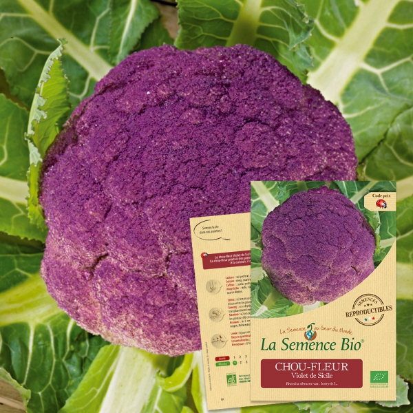 https://www.lasemencebio.com/3031-thickbox/semences-bio-reproductibles-chou-fleur-violet-de-sicile-bio.jpg