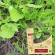 MESCLUN JEUNE POUSSE Asiatique Bio