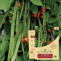 HARICOT vert grimpant d’Espagne Scarlett Emperor Bio