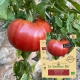 TOMATE Russe rouge Bio