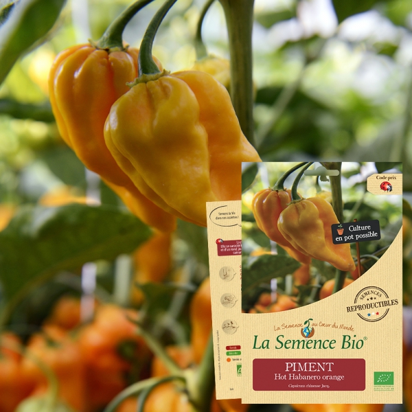 PIMENT Hot Habanero orange Bio - La Semence Bio