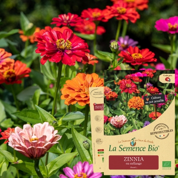 ZINNIA en mélange Bio