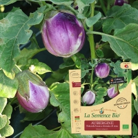 AUBERGINE Rotonda bianca sfumata di rosa Bio