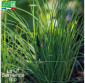CIBOULETTE commune - Graines Bio