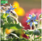 BOURRACHE officinale - Graines Bio