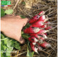 RADIS De 18 jours - Graines Bio