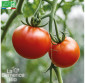 TOMATE Saint-Pierre  - Graines Bio