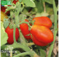 TOMATE Roma VF - Graines Bio