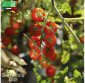 TOMATE cerise rouge - Graines Bio