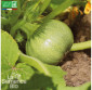 COURGETTE de Nice à fruit rond - Graines Bio