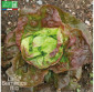 LAITUE pommée Merveille des 4 Saisons - Graines Bio