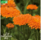 SOUCI Calendula officinal - Graines Bio