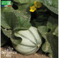 MELON Charentais superprécoce du Roc - Védrantais - Graines Bio