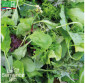 MESCLUN Crétois - Graines Bio