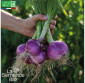 OIGNON rouge Morada de Amposta - Graines Bio