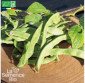 HARICOT vert plat à rame Vitalis - Graines Bio