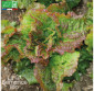 LAITUE batavia Grenobloise - Graines Bio