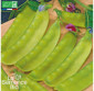 POIS mangetout à rame Ambrosia - Graines Bio